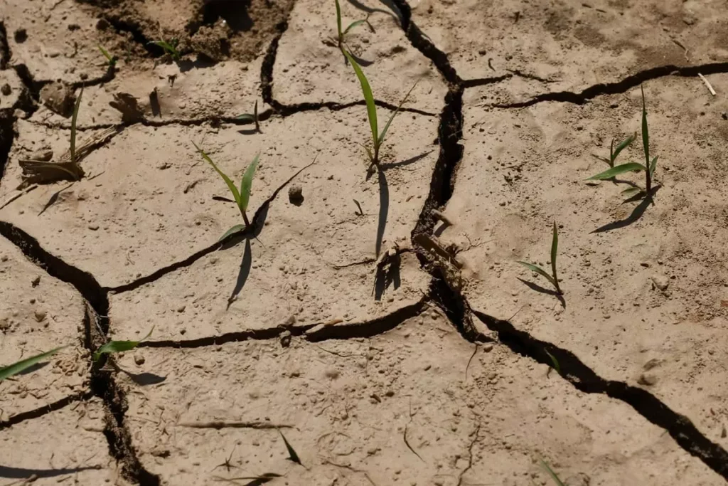 La siccità mette a rischio la produzione agricola mondiale