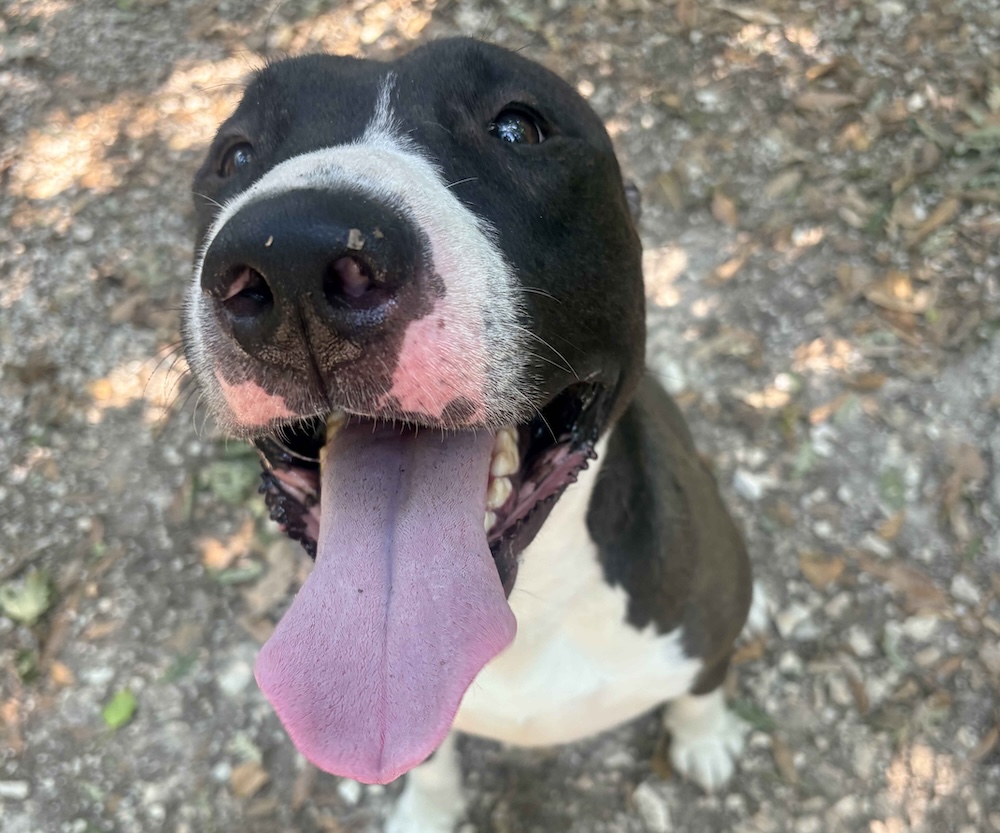 Livorno: Si cerca il proprietario di un cane trovato in via Cattaneo