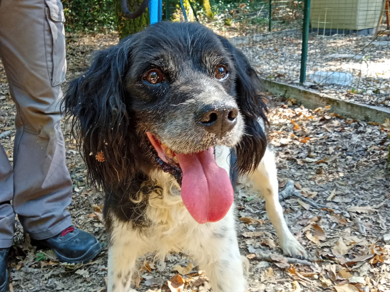 Livorno, appello ai cittadini per trovare i proprietari di due cani