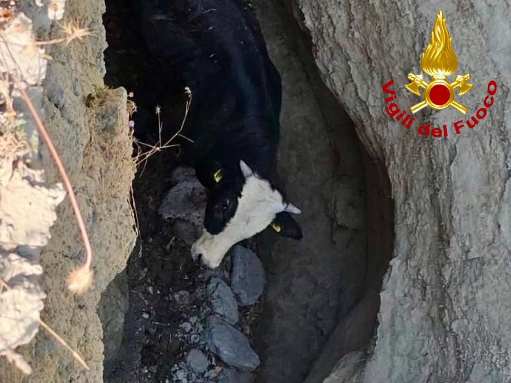 Palaia: Vitello Ritrovato in una Forra Grazie all'Elicottero dei Vigili del Fuoco
