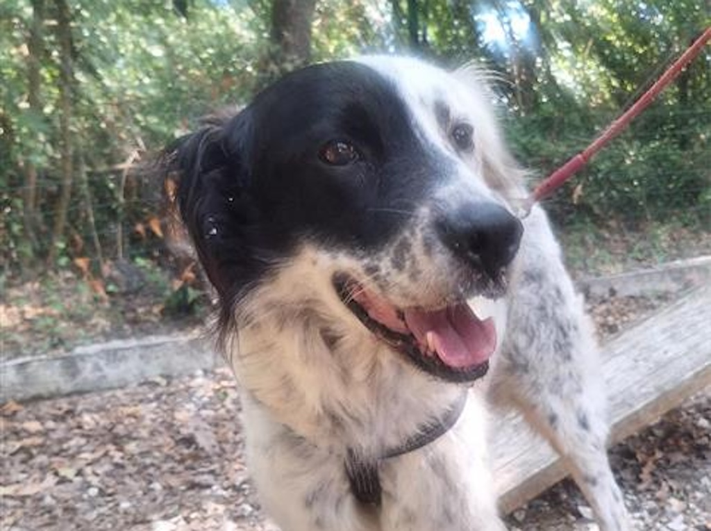 Ringhio in cerca di una famiglia: l’appello dal canile di Livorno