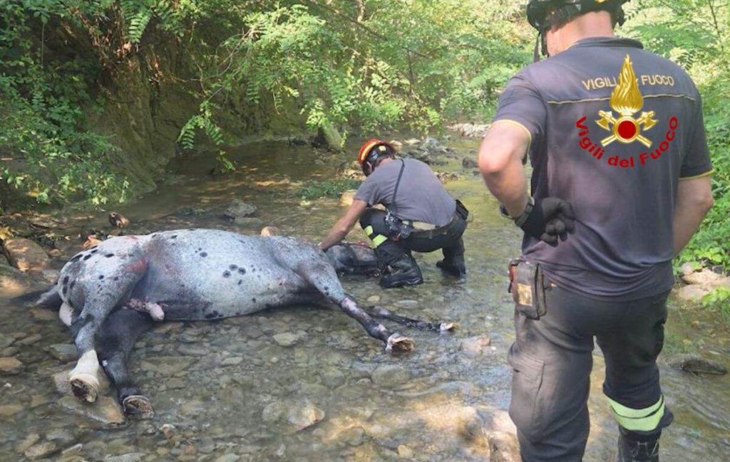 Salvato un cavallo caduto nel torrente Levisone a Scarperia