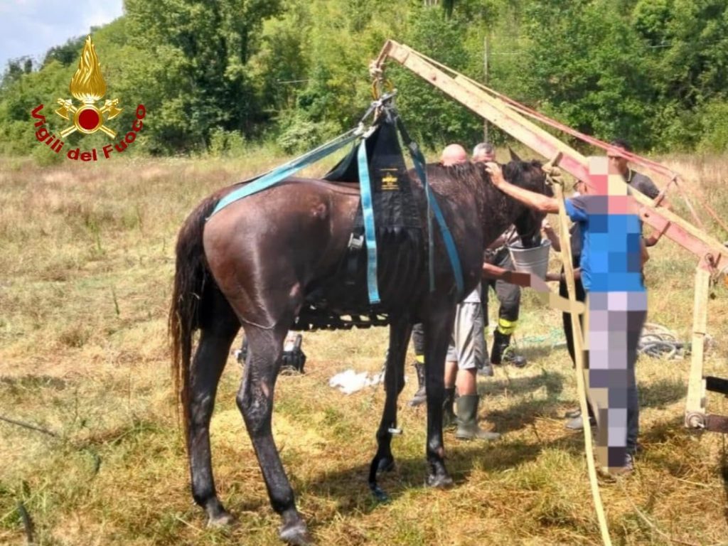 San Miniato: Cavallo di 31 anni cade a terra e viene salvato dai vigili del fuoco