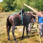 San Miniato: Cavallo di 31 anni cade a terra e viene salvato dai vigili del fuoco