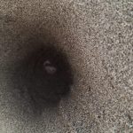 Scoperto un nido di tartaruga marina sulla spiaggia di Roccamare