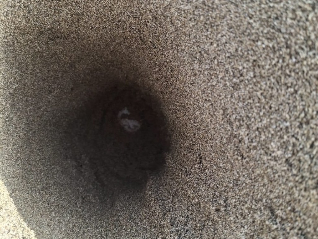 Scoperto un nido di tartaruga marina sulla spiaggia di Roccamare