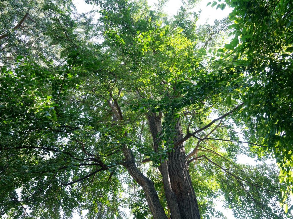 Un aumento del 30% degli alberi potrebbe ridurre del 36% l'impatto del calore urbano.