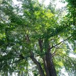 Un aumento del 30% degli alberi potrebbe ridurre del 36% l'impatto del calore urbano.