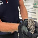 Un piccolo assiolo cade dal nido durante il temporale e viene salvato a San Giuliano Terme