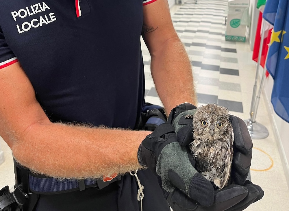 Un piccolo assiolo cade dal nido durante il temporale e viene salvato a San Giuliano Terme