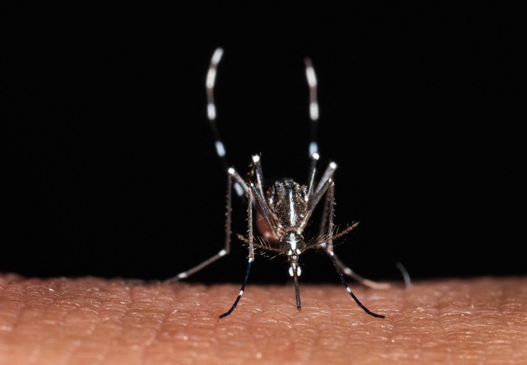 Vacanze e virus: attenzione a zecche e zanzare. Bassetti avverte: "Rischi non solo nei Paesi esotici"