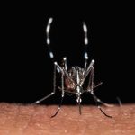 Vacanze e virus: attenzione a zecche e zanzare. Bassetti avverte: "Rischi non solo nei Paesi esotici"