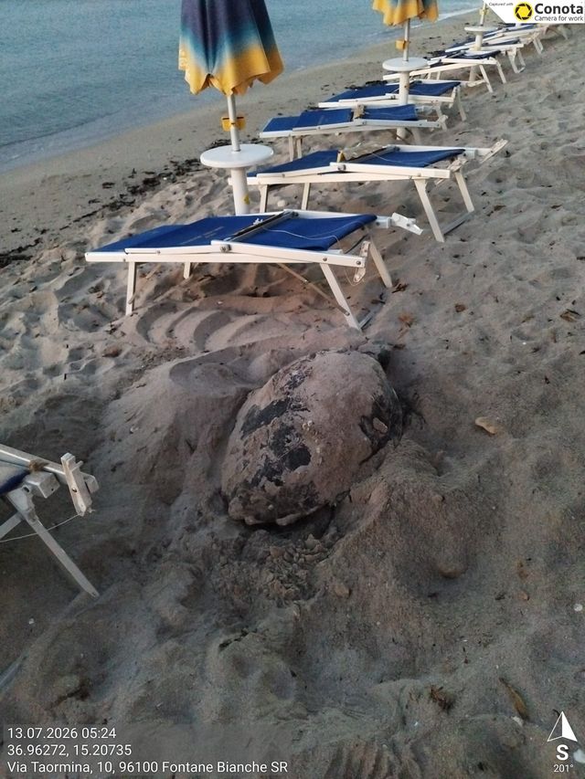 Tartarughe marine: oltre 80 nidi scoperti in Sicilia.