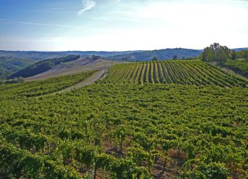 Agea e Valente: Un Supporto Strategico per il Governo nella Tutela degli Agricoltori Itali