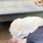 Arezzo: Cagnolina bloccata per oltre 24 ore in un buco nel giardino, salvata dai vigili del fuoco