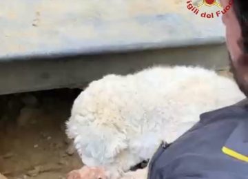 Arezzo: Cagnolina bloccata per oltre 24 ore in un buco nel giardino, salvata dai vigili del fuoco