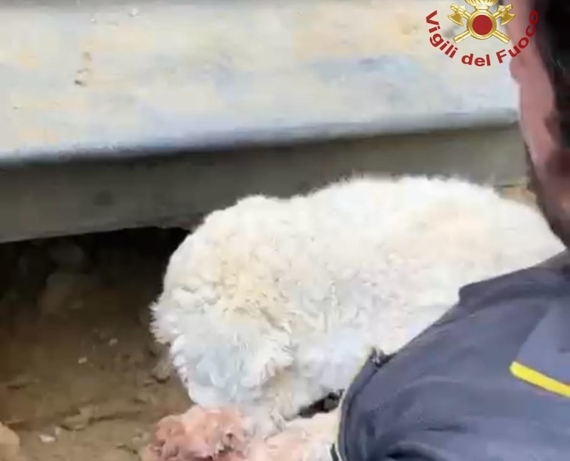 Arezzo: Cagnolina bloccata per oltre 24 ore in un buco nel giardino, salvata dai vigili del fuoco