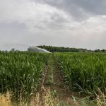 Caldo intenso, siccità, grandine e incendi: i danni all'agricoltura italiana oltrepassano i tre miliardi