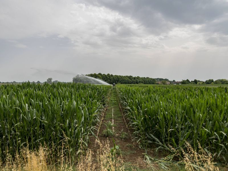 Caldo intenso, siccità, grandine e incendi: i danni all'agricoltura italiana oltrepassano i tre miliardi