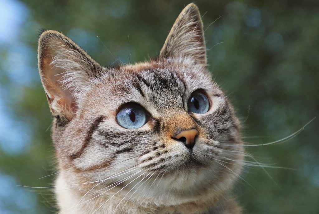 Colonia felina: il vademecum di Certaldo