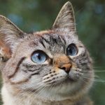 Colonia felina: il vademecum di Certaldo
