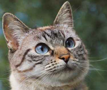 Colonia felina: il vademecum di Certaldo