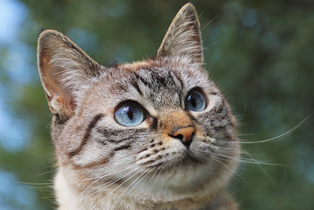 Colonia felina: il vademecum di Certaldo