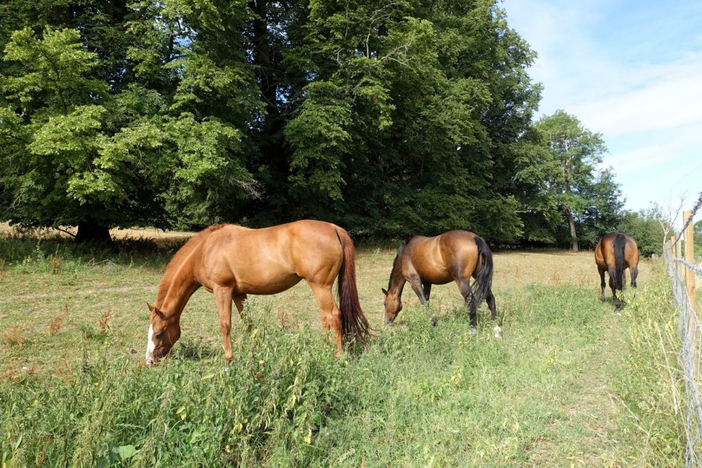 Confagricoltura: Il cavallo come risorsa agricola a pieno titolo