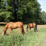 Confagricoltura: Il cavallo come risorsa agricola a pieno titolo