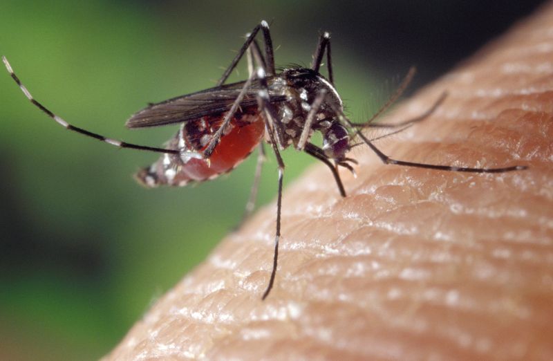 Due casi significativi di dengue a Firenze, conclusi...
