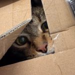 Gatto lasciato in una scatola a Montelupo: "Come si può arrivare a questo?"