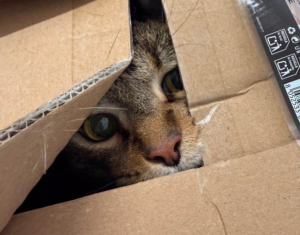 Gatto lasciato in una scatola a Montelupo: "Come si può arrivare a questo?"