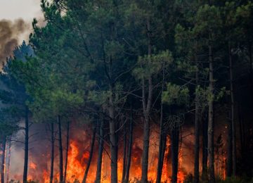 Incendi, WWF: Entro il 2026 in Italia si prevede un aumento del 133% degli ettari bruciati rispetto alla media degli ultimi 20 anni