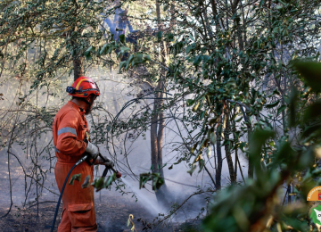 Incendi di pomodori a Firenzuola e in pineta a Viareggio: in corso le operazioni di bonifica.