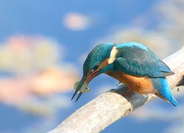 "L'estate di Martino": visita tematica nell'area naturale protetta di Arnovecchio