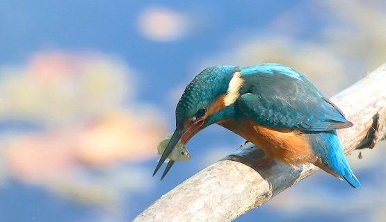"L'estate di Martino": visita tematica nell'area naturale protetta di Arnovecchio