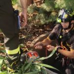 Montemurlo, cagnolina cade in un pozzo: il salvataggio dei vigili del fuoco