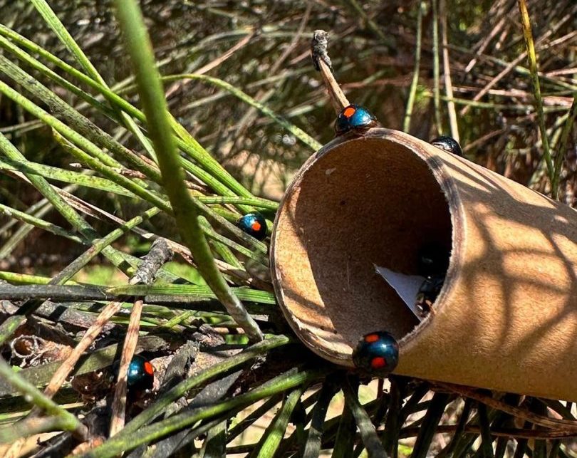 Pini: Un Partner Strategico del CREA nella Lotta Contro la Cocciniglia Tartaruga