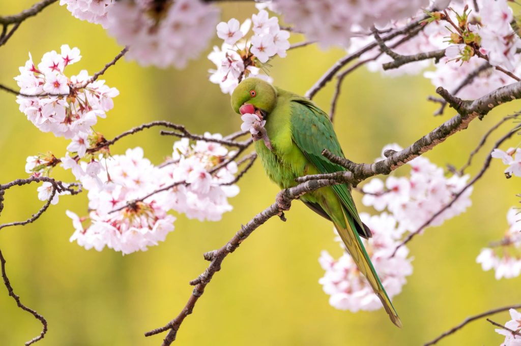 Specie Aliene Invasive: Cresce la Loro Presenza nella Capitale, Secondo gli Agronomi di Roma