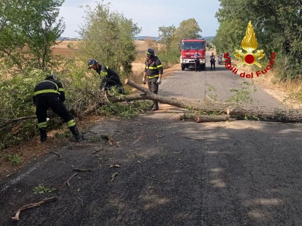 Un albero cade sulla strada dell'Aquilaia: circolazione bloccata