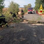 Un albero cade sulla strada dell'Aquilaia: circolazione bloccata