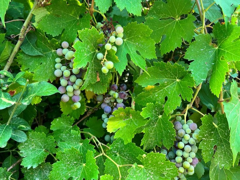 Vendemmia 2026: il caldo estremo anticipa la raccolta. Attesa di uva di qualità, ma si teme il maltempo: "Basta un giorno per rovinare tutto".