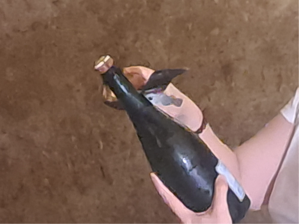 Vino: Vendemmia 2026 in Champagne – La più anticipata di sempre, una sfida ai cambiamenti climatici e al mercato