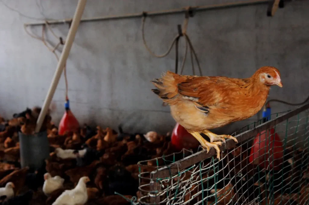 Zootecnia: Attivazione della Riserva di Crisi UE Richiesta da Confagricoltura
