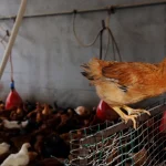 Zootecnia: Attivazione della Riserva di Crisi UE Richiesta da Confagricoltura